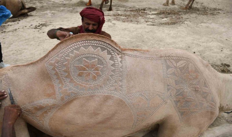 Pakistanda bayram hazırlığı: Develer geleneksel motiflerle süslendi