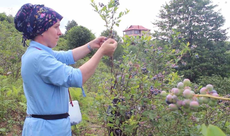 Sağlık sorunlarına çare ararken yetiştirdiği mavi yemiş geçim kaynağı oldu