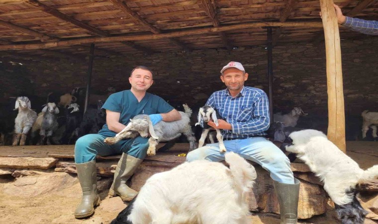 Salihlide küçükbaş hayvanlar aşılanıyor