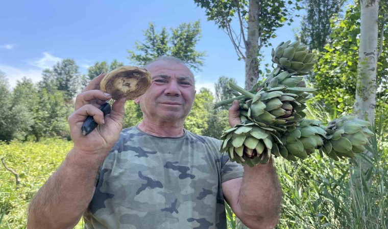 Sarıcakayada ürettiği enginarları yok satıyor