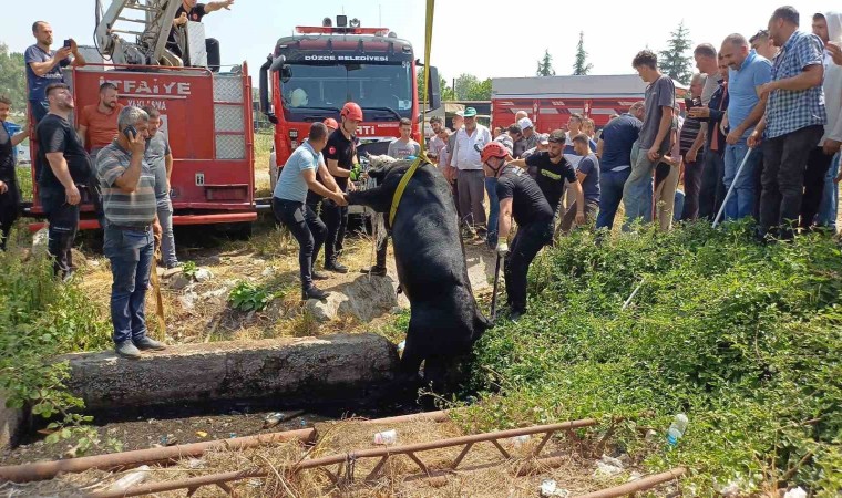 Satmak için getirdiği kurbanlığı rögar çukuruna düştü