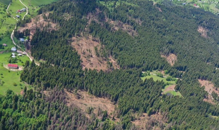 Şavşat Karagöl Sahara Milli Parkında zararlı böceklerle mücadele sürüyor