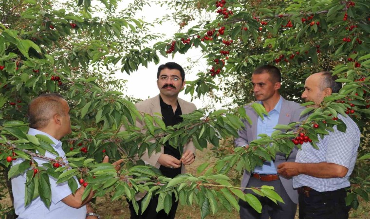 Selendide kiraz hasadı devam ediyor