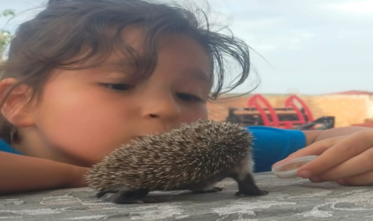 Sıcaktan etkilenen kirpi yavrusunun imdadına küçük kız yetişti