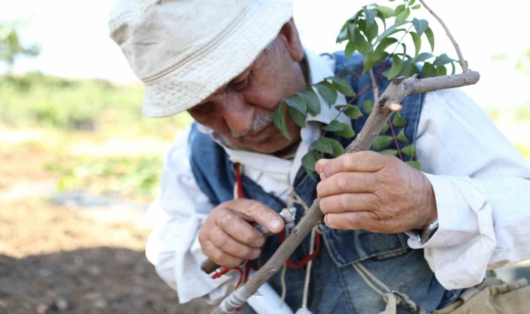 Siirt fıstığında boş meyve sorunu Erkek Aşı Kalemi Dağıtım Projesi ile çözüme kavuşuyor