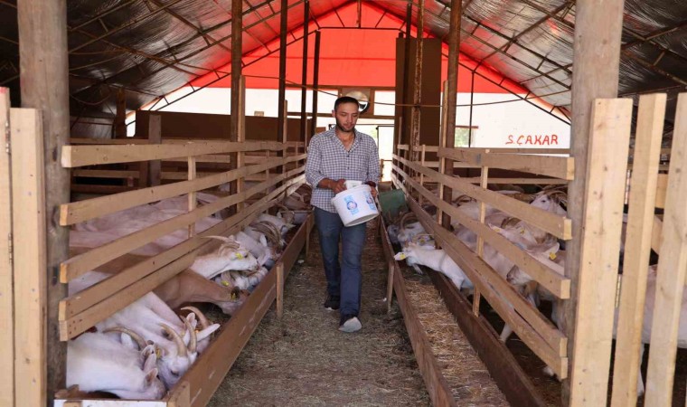 Sivasta sokak köpekleri dehşet saçtı