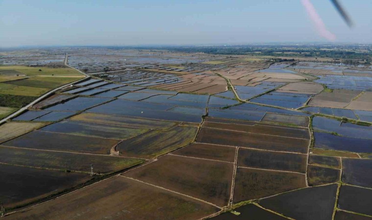 Sofraların vazgeçilmez lezzeti pirinç ekiminde kuraklık endişesi