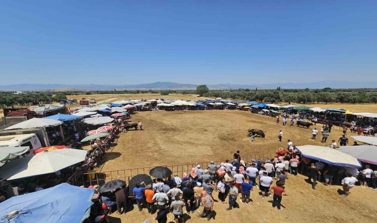 Tirede 3. Geleneksel Boğa Güreşleri düzenlendi