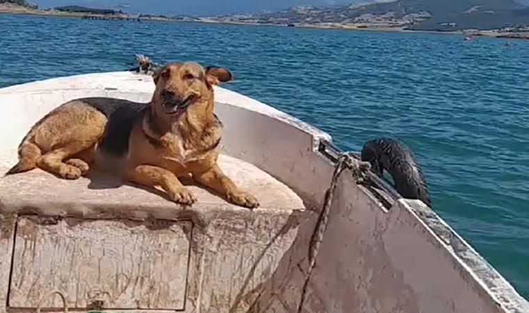 Tokatta sevimli köpeğin sandal turu gülümsetti