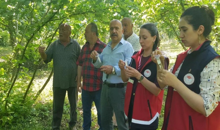 Türkelide samuray arısı doğaya salındı