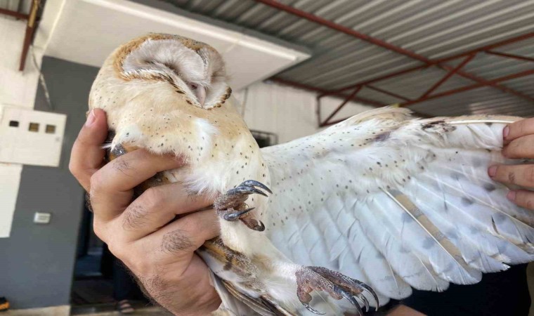 Türkiyede nadir görülen peçeli baykuş, Antalyada evin bahçesinde bulundu