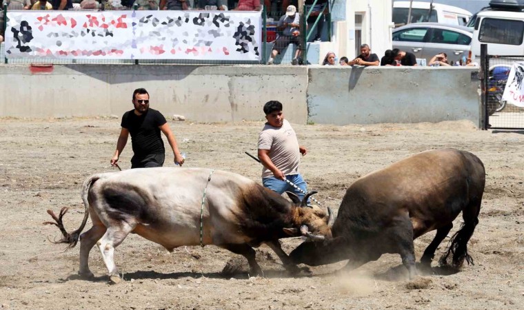 Ula arenasında yılın ilk boğa güreşi