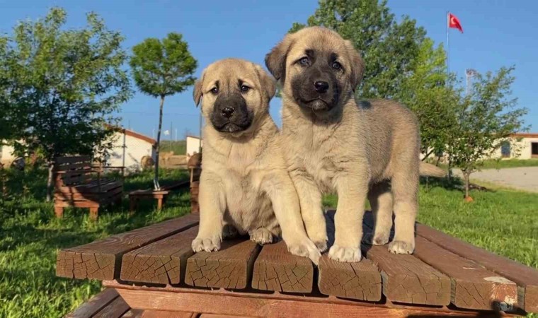 Uzmanı açıkladı, sokak köpeği sorununun çözümü doğru çiftleştirmeden geçiyor