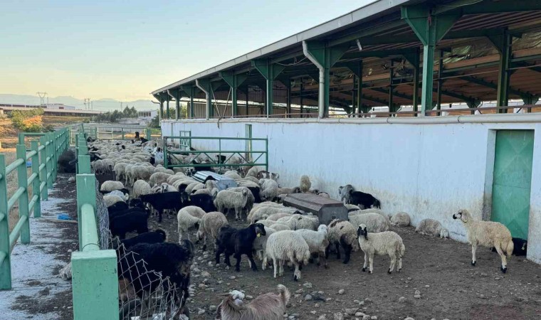 Uzmanından kurbanlık seçimi önerileri