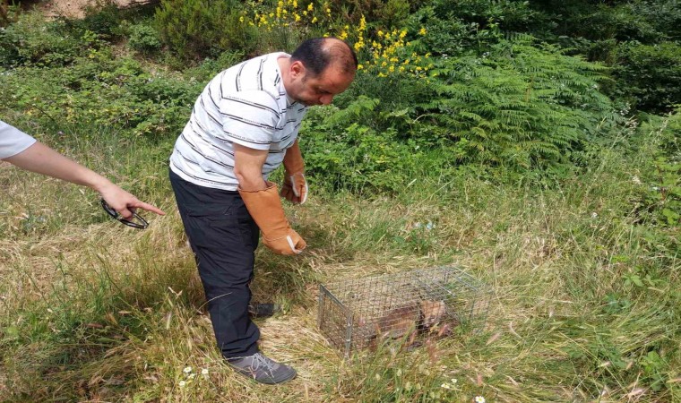 Yalovada yerleşim merkezlerine inen tilkiler doğaya bırakıldı