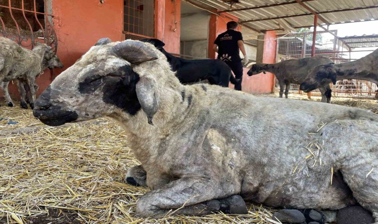 Yangından etkilenen hayvanlar Adanada göl manzaralı bakımevinde tedavi altına alındı