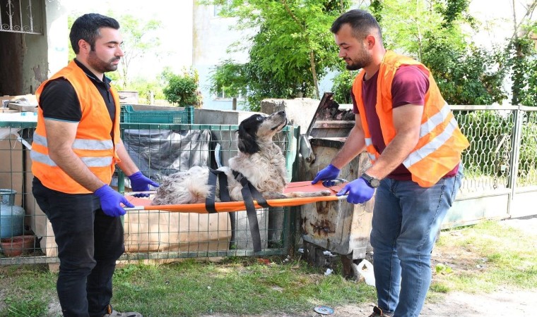 Yaralı köpeğe belediye şefkati