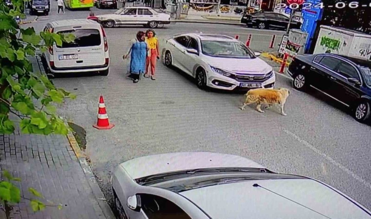 Yolun karşısına geçen köpeğe çarptı, arkasına bile bakmadı