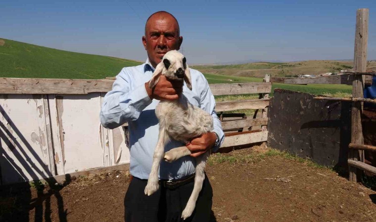 Yozgatta üç bacaklı kuzu hayrete düşürdü