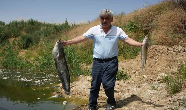 Zehir akan Nilüfer Çayında balık katliamı