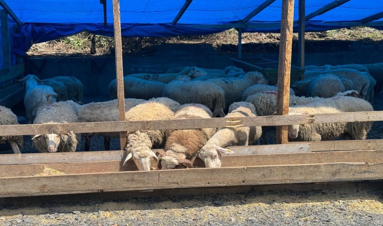 Zonguldakta kurban bayramına sayılı günler kala kurbanlık pazarında hareketlilik başladı