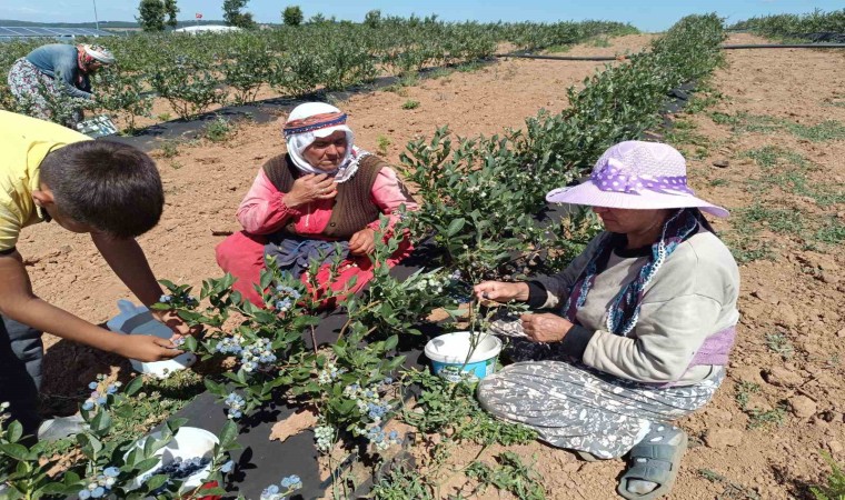 3 yıl önce kurak bir araziye deneme amaçlı ekildi, şimdi köyün geçim kaynağı oldu