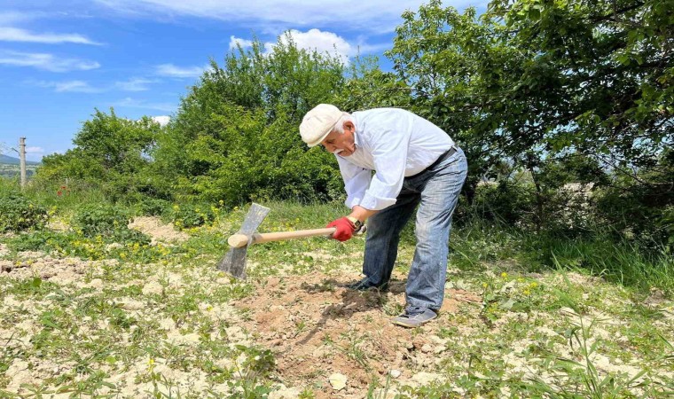 80 yaşında tarlada gençlere taş çıkartıyor: Çalışmadan duramıyorum