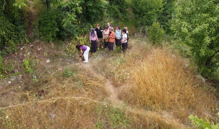 Adanada köylülerin şifalı ot kantaron hasadı başladı