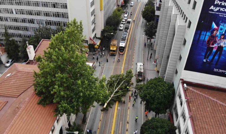 Ağaç dalı yaya ve araç trafiğinin ortasına düştü, facia kıl payı atlatıldı