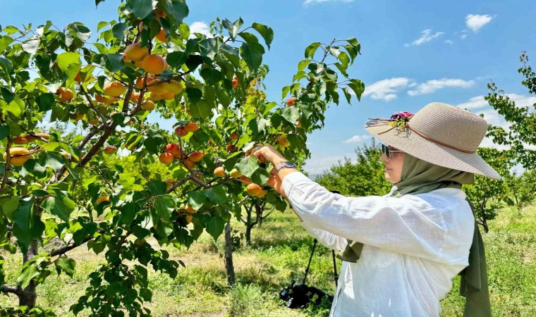 Ağrının volkanik topraklarında 6 ton kayısı hasadı yapıldı