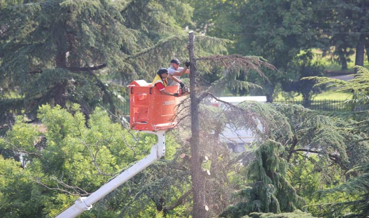 Anıtparkta kuruyan ağaçlar kesildi