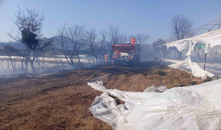 Antalyada otluk alanda başlayan yangın zeytin ağaçlarına ve seraya sıçradı