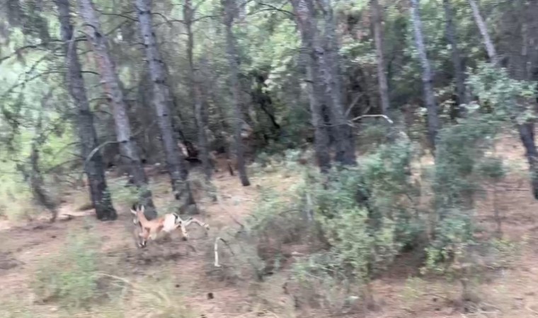 Antalyada yaralı halde şehirde dolaşan yavru yaban keçisi yakalandı