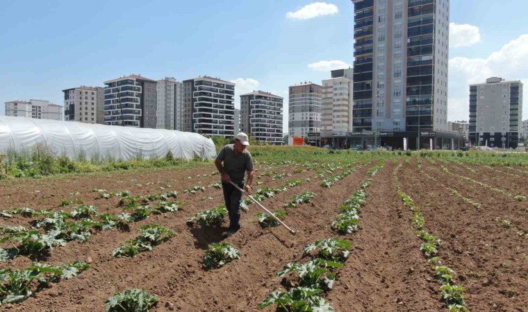 Apartmanlar arasında tarım