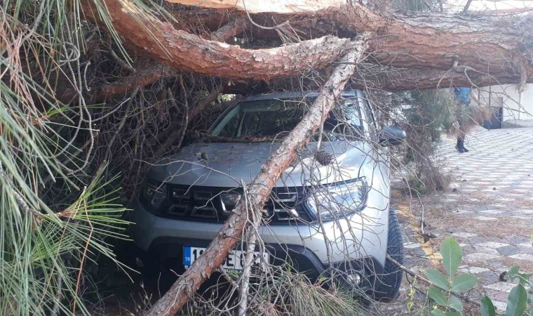 Arabanın üzerine ağaç düşünce kaymakamlık harekete geçti