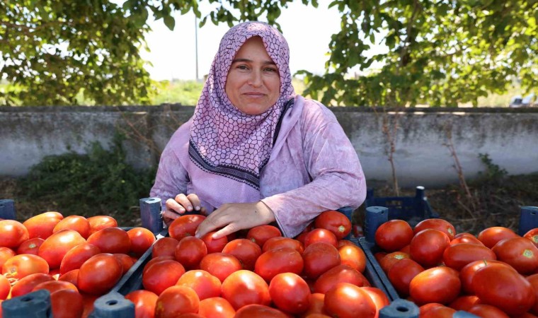 Aydında domates hasadı sürüyor