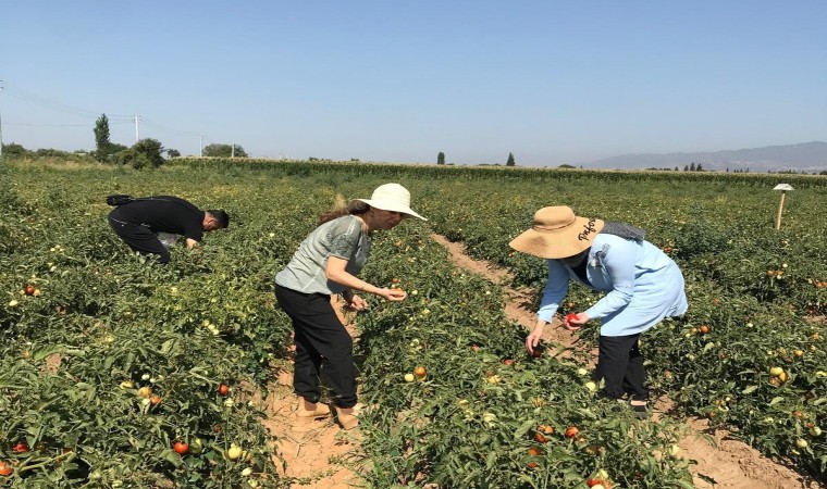 Aydında domates yetiştiriciliği EKÜY projesiyle güvende