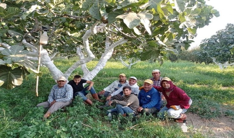 Aydında incir hasadı başladı