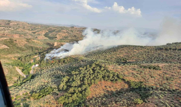 Aydında orman yangını: Havadan ve karadan müdahale ediliyor