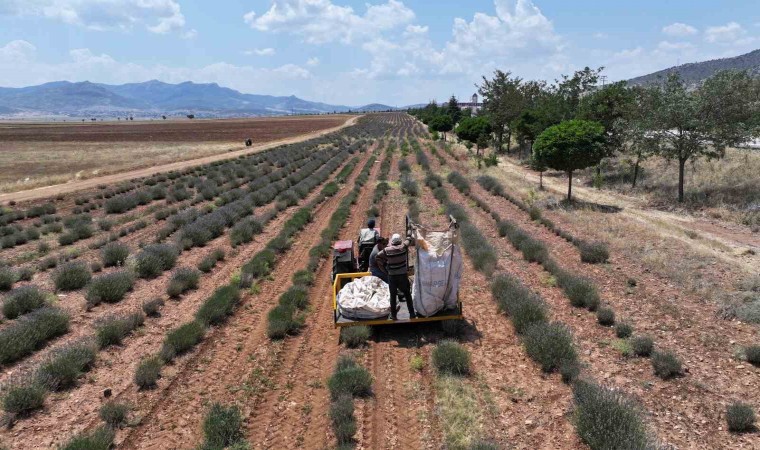 Başkan Altay: Lavanta desteğiyle hem bölge turizmine hem de çiftçimize katkı sağladık