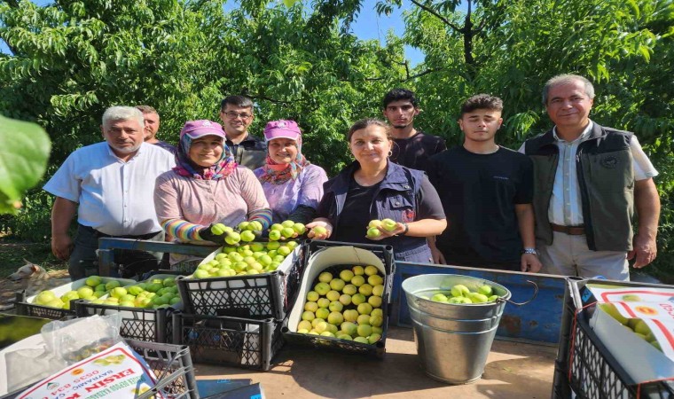 Bayramiç beyazında 20 bin ton üretim bekleniyor