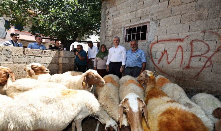 Belediyeden aldığı 16 koyunu 130a çıkardı