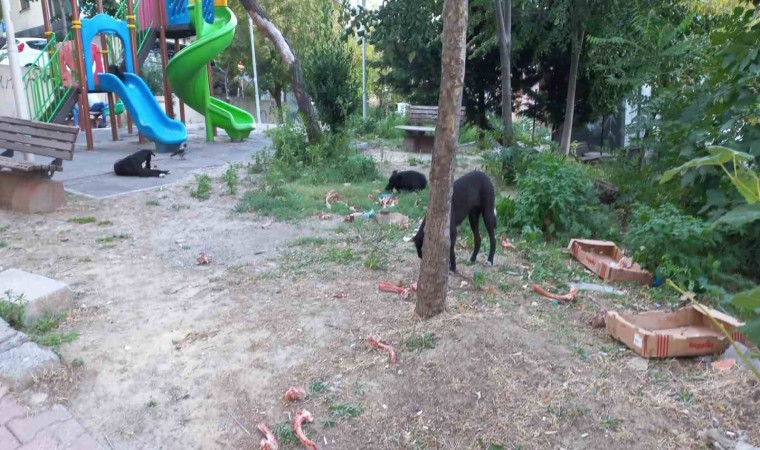 Beylikdüzünde köpekler kadına saldırdı: O anlar güvenlik kamerasında