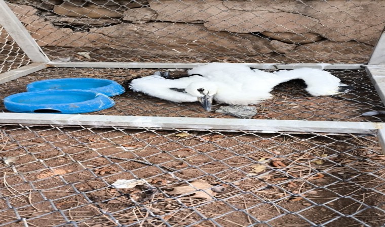 Bingölde yaralı bulunan yavru leylek tedavi altına alındı