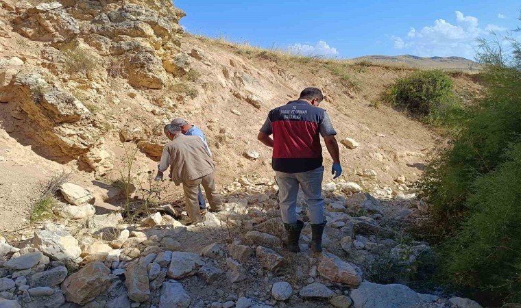 Biri uçurumdan atlayınca diğerleri peşinden koştu: 43 koyun telef oldu