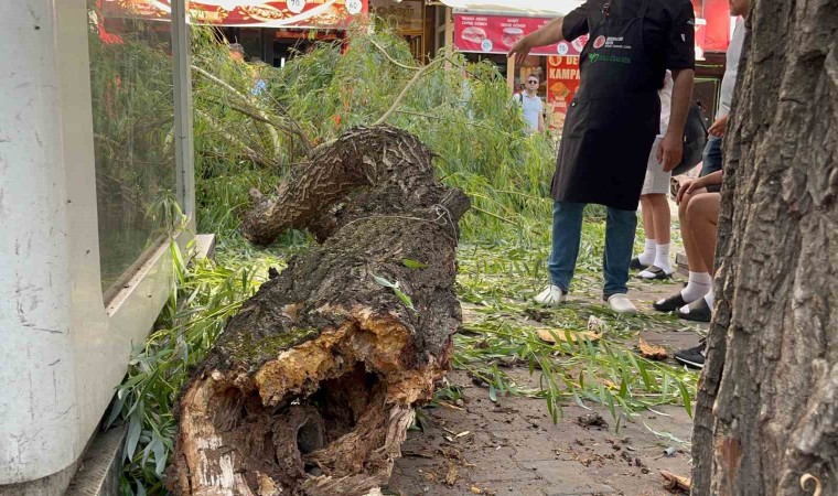 Boluda yaya yoluna ağaç düştü: 1 yaralı