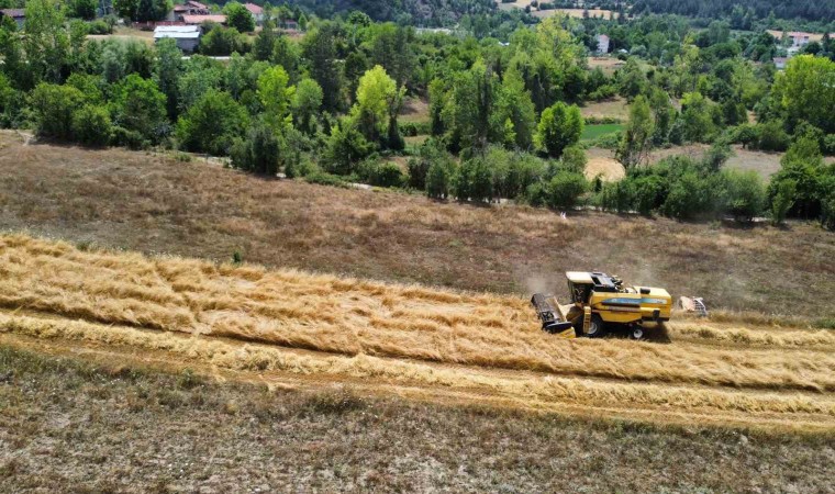 Buğdayın atası siyezde hasat dönemi başladı