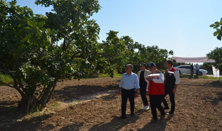 Buharkentteki incir bahçeleri incelemelerde bulunuldu