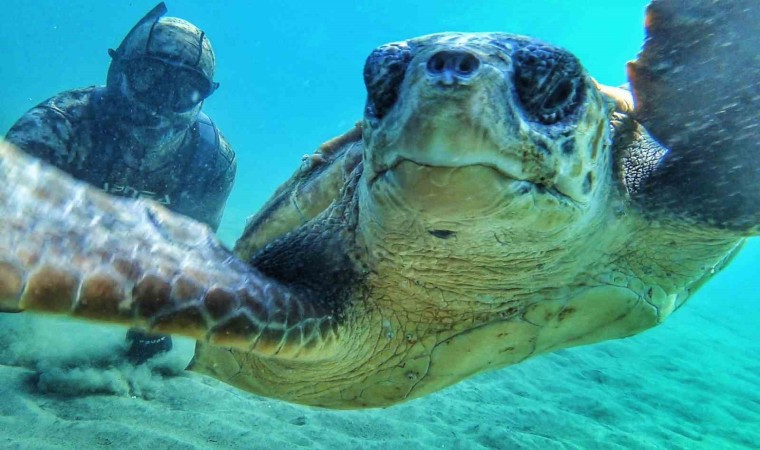 Çanakale Boğazında caretta caretta ile selfie