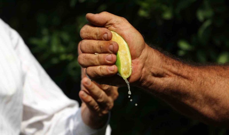 Çukurovada erken hasat edilen Mayer limonların kalitesinde büyük risk